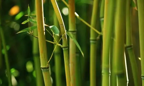 Da vara de bambu para a vara de bambu